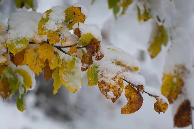 ❄️ В Перми ожидается сильный мокрый снег