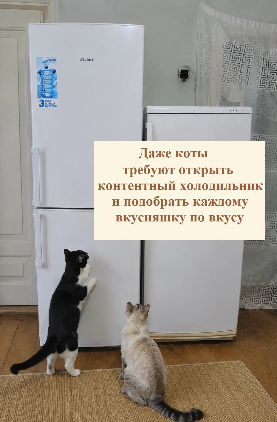 Мои усатые сегодня тоже услышали, что я открыла Контентный холодильник.