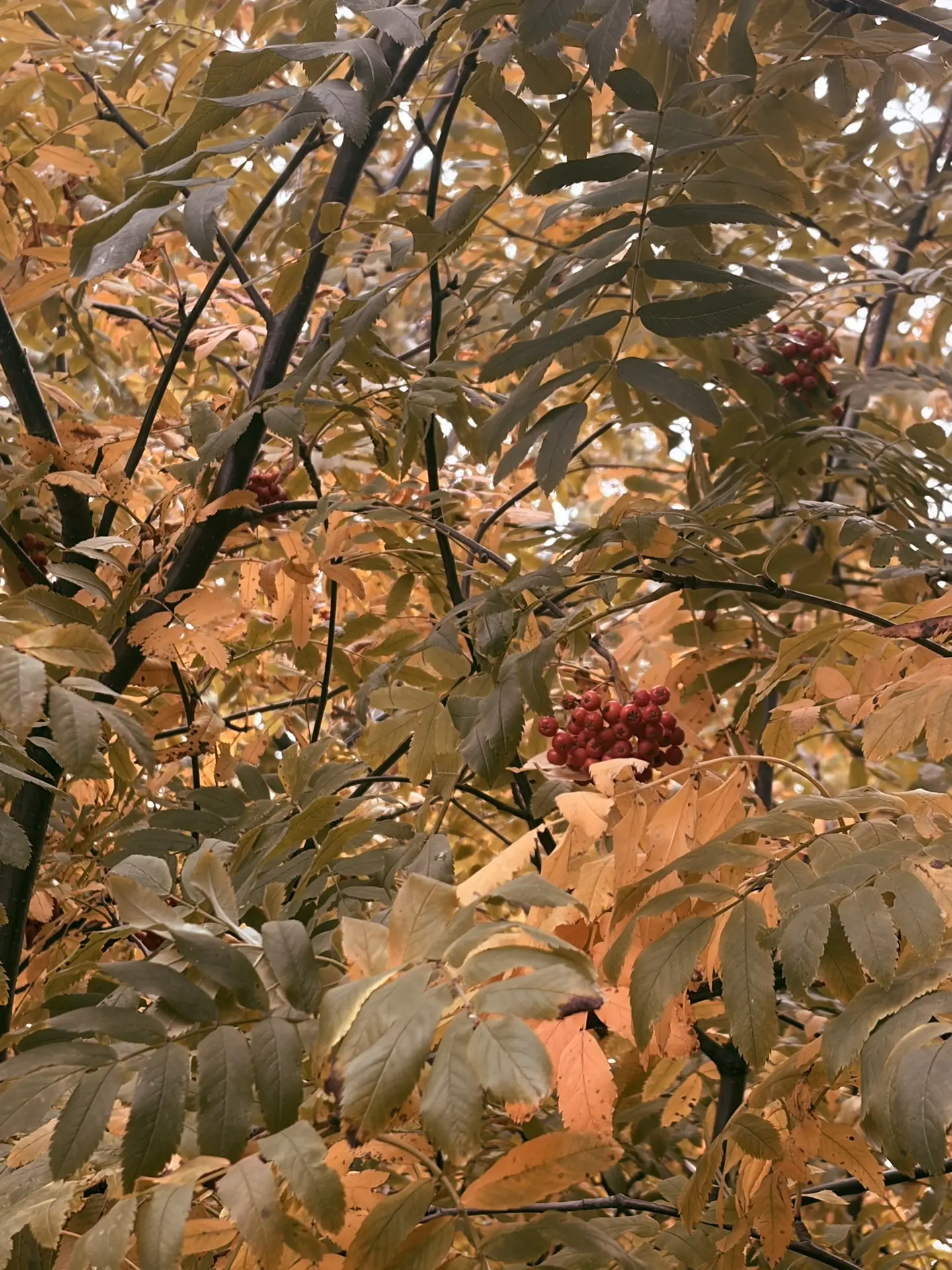 🍂 В Курской области 7 октября прогнозируют до 20 градусов тепла