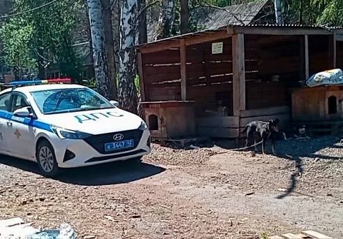 🐕Сотрудники Госавтоинспекции Новокузнецкого муниципального округа посетили приют для б...