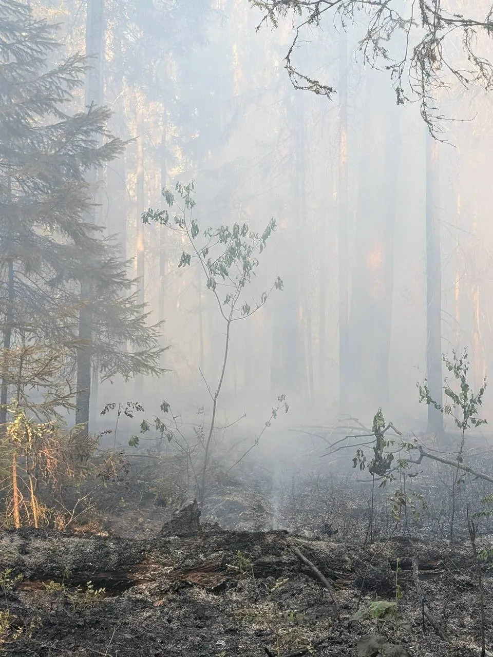 Пока мы с вами вчера праздновали, в Мордовском заповеднике имени П. Г. Смидовича боролись с лесным п