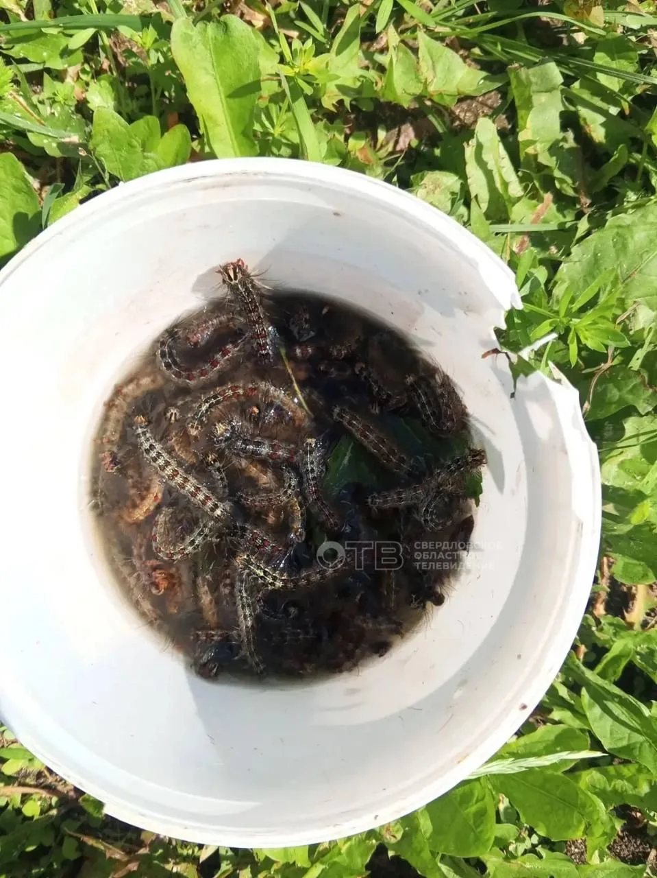 🐛 Средний Урал захватили гусеницы

Жители региона жалуются на настоящее нашествие непарного шелкопр