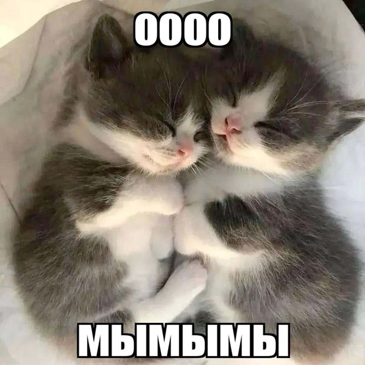 *мы?