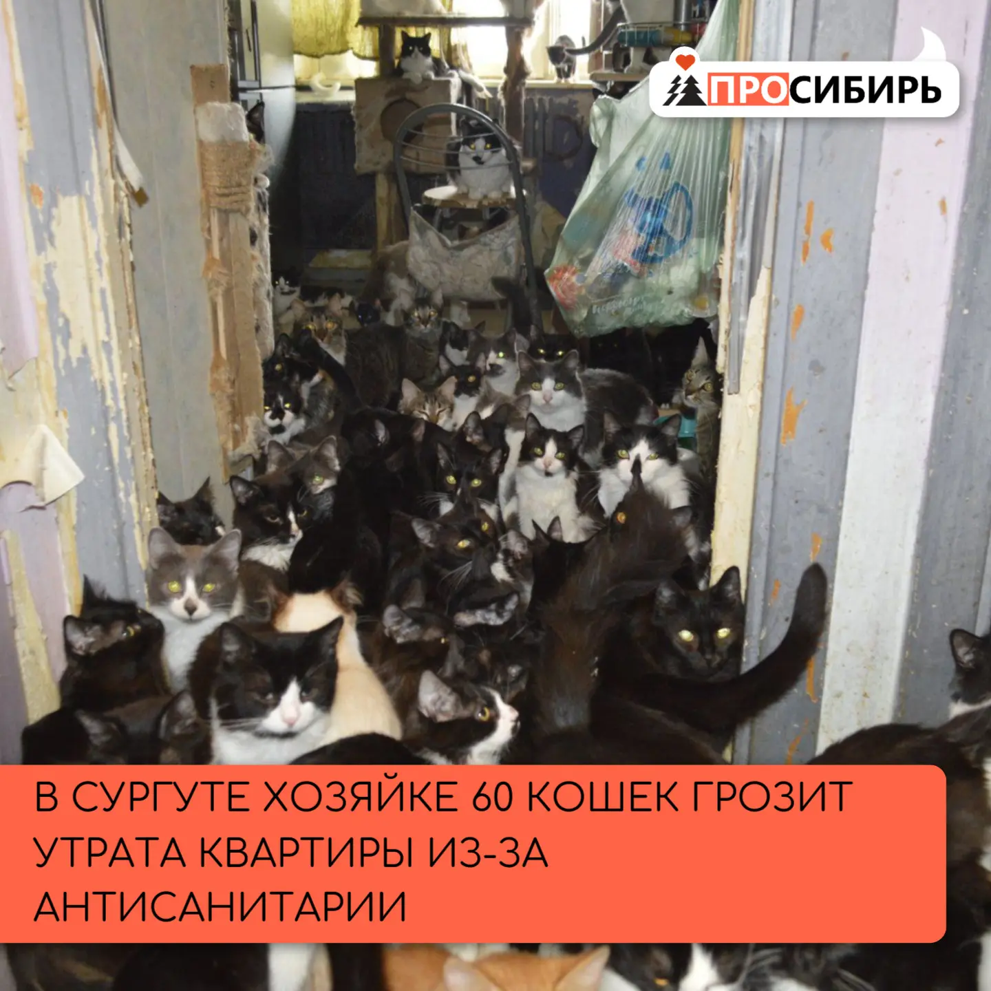 Администрация Сургута добилась судебного решения по делу о ненадлежащем содержании живо...