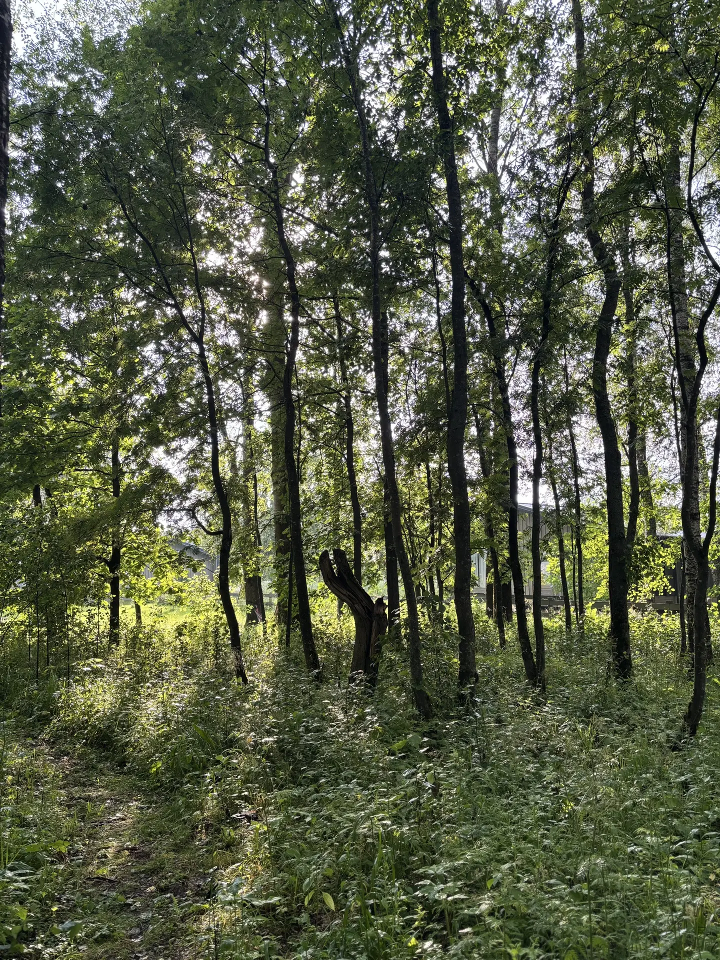27.05. после дождя 🌿🤗🐇