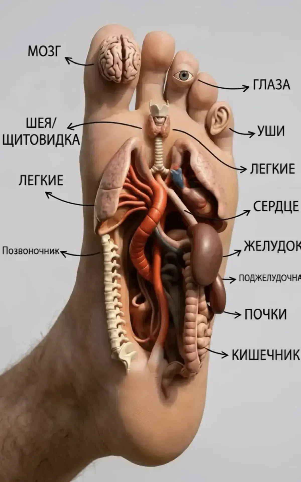 Твои стопы — это карта всего организма 🫀