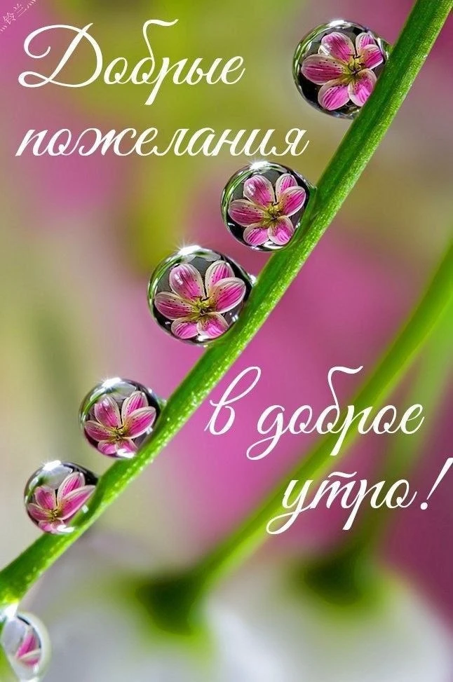 🩷🌿🩷🌿🩷🌿🩷🌿🩷🌿

Доброе утро, народ Божий! Сегодняшний день обещает быть чудесным, полным новых