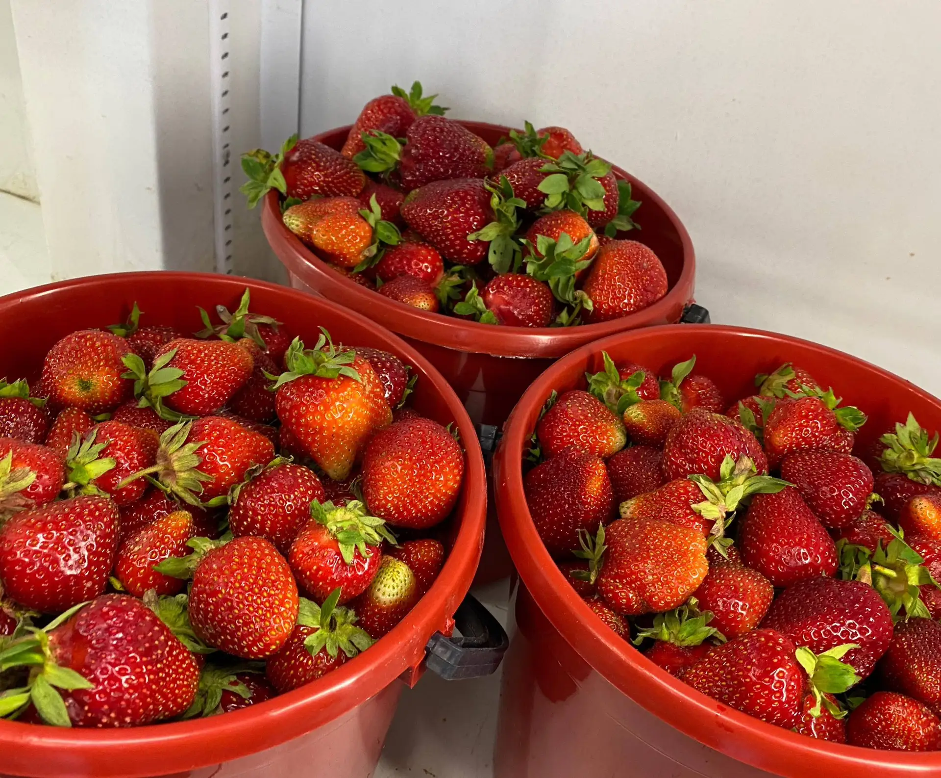 В наличии последние 3 ведра клубники 🍓
Больше на сегодня не будет ‼️
Не упустите возможность полако