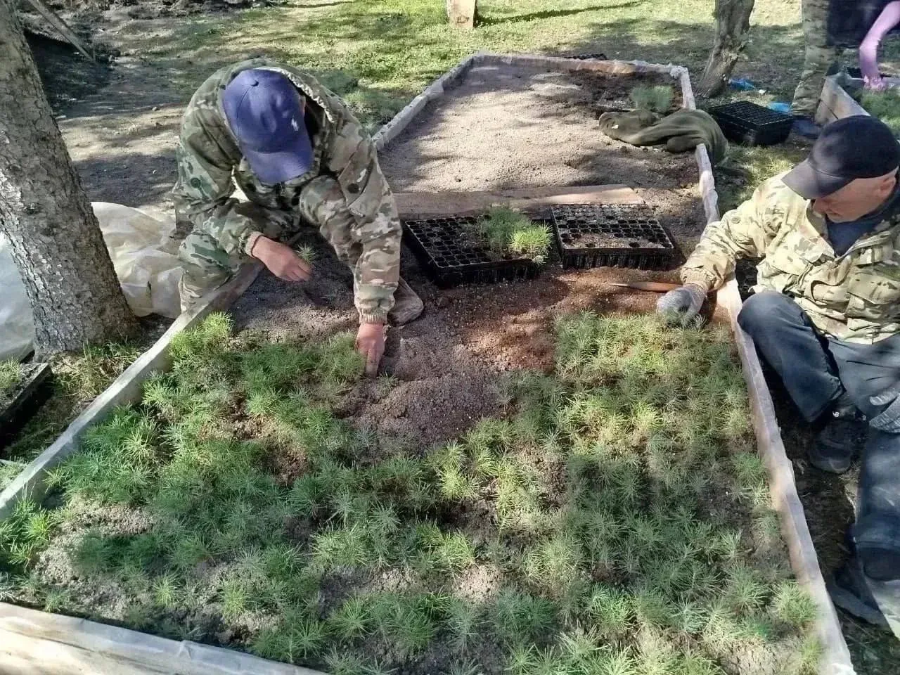 🌱 Больше двух миллионов будущих деревьев готовят для крымских лесов