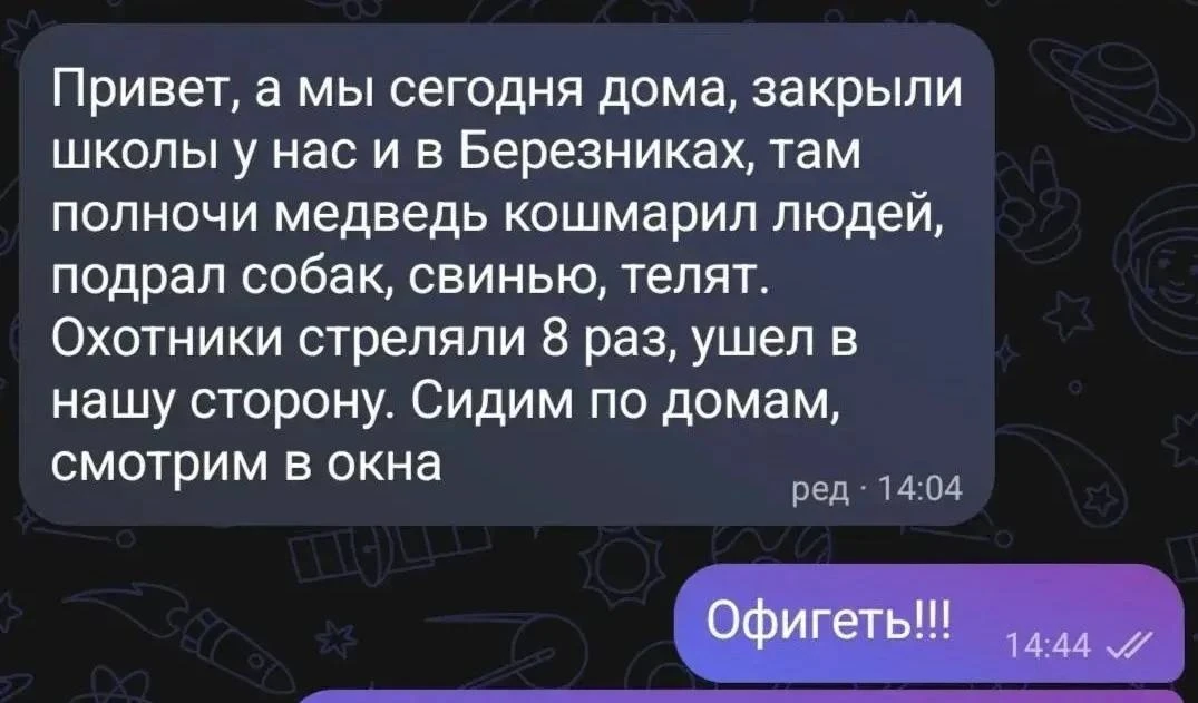 Медведь в Березняках загрыз девять собак, телёнка и утащил поросёнка