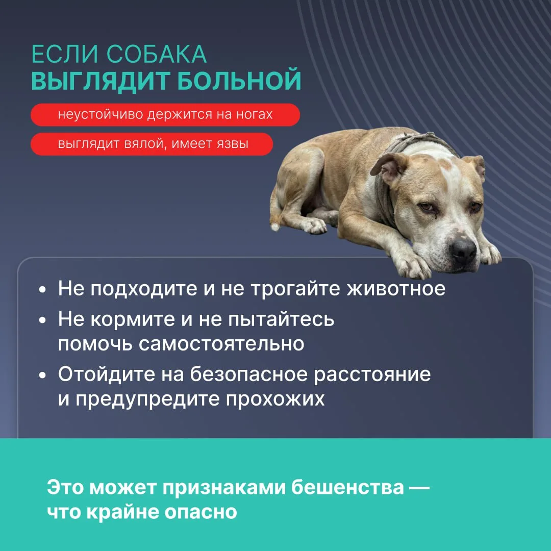 Что делать, если встретил на улице бродячую собаку?   Всю важную информацию рассказали в карточках. 