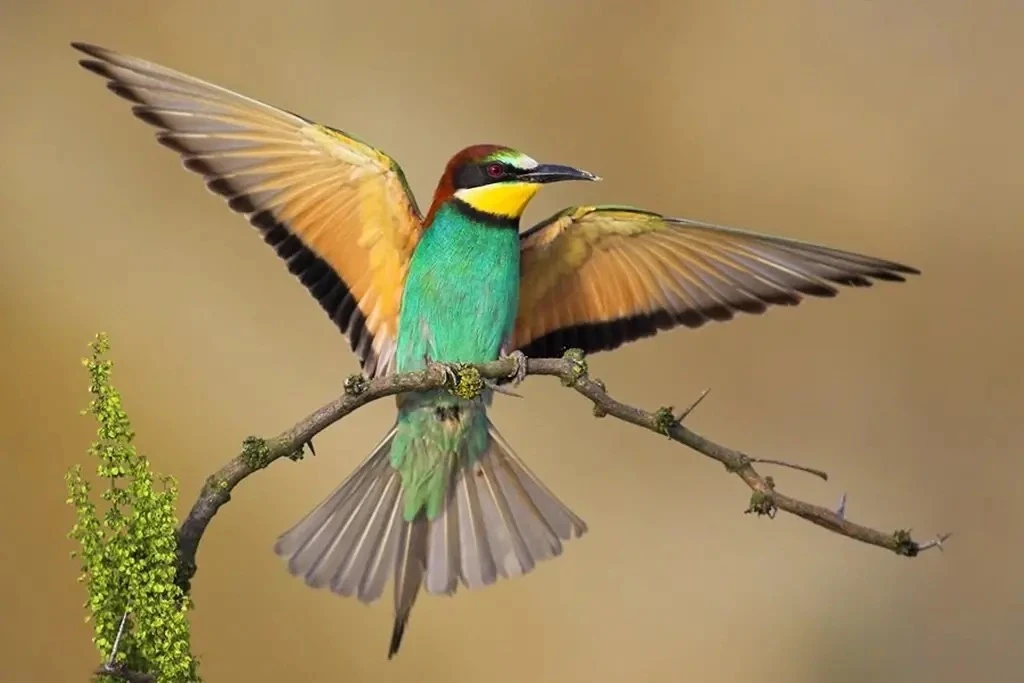 🦜 Золотистая щурка — пернатая радуга калмыцких степей

Один из самых ярких обитателей Калмыкии — зо