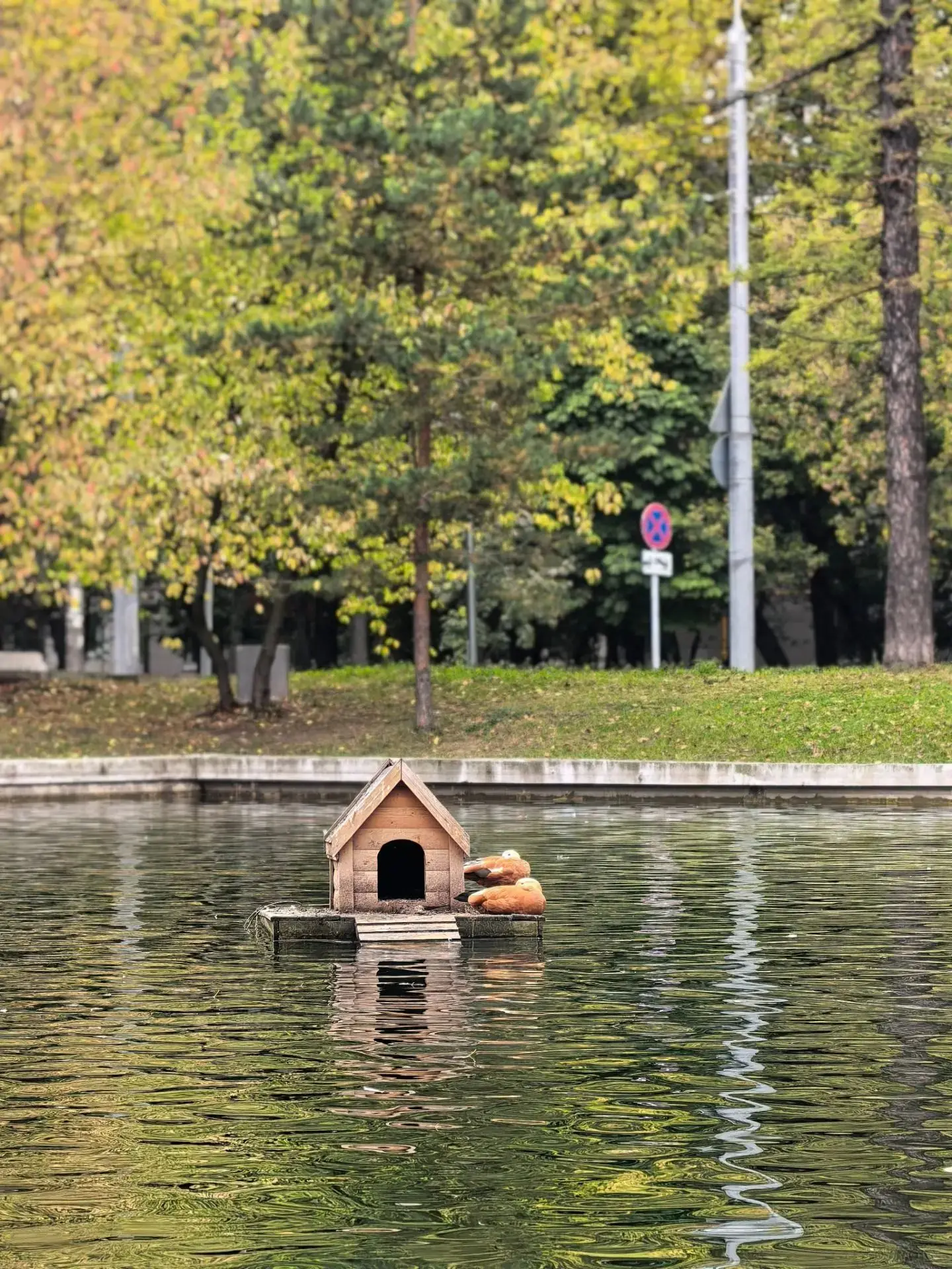 Доброе утро, соседи☀️🦆