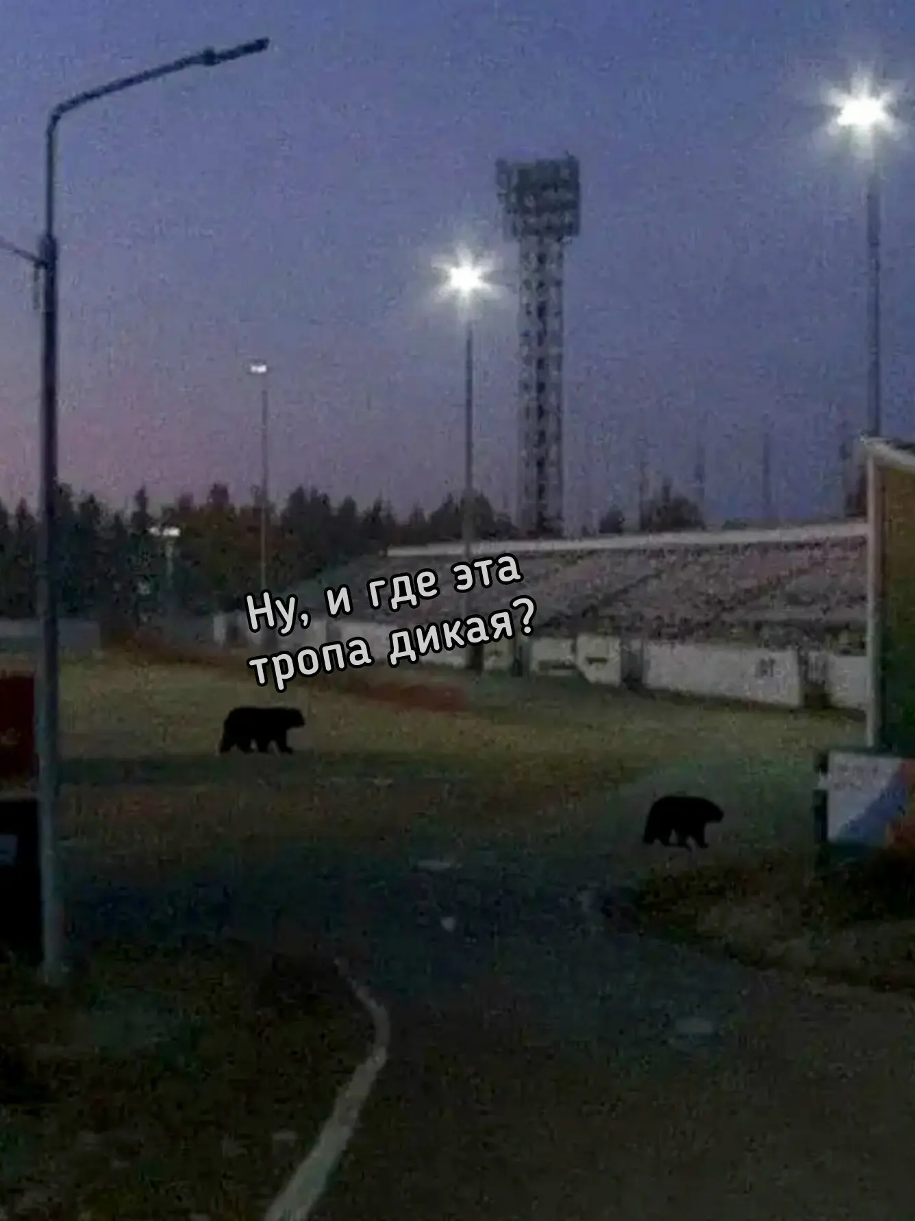 Северный Артек - очень привлекательное место 🐻
