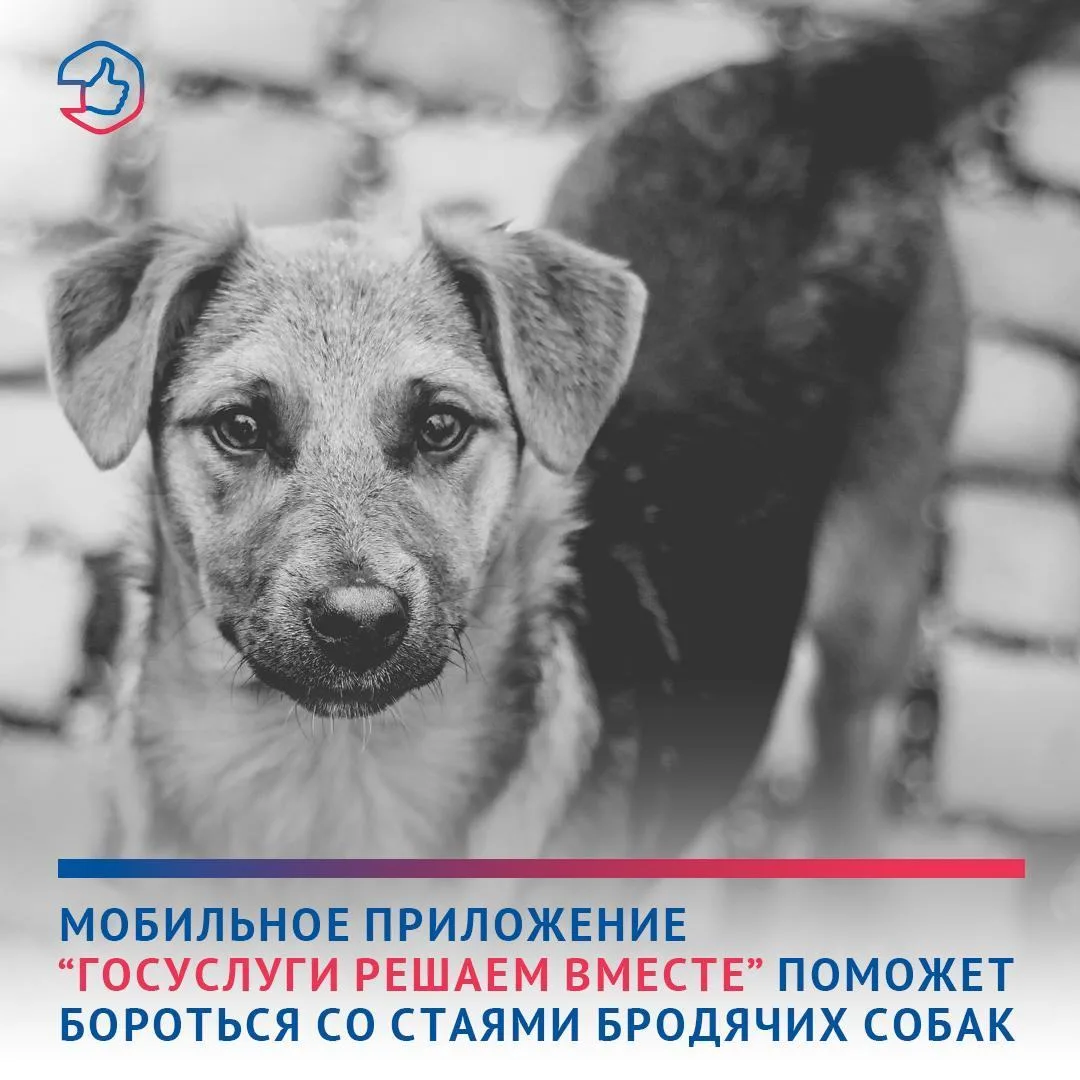 Жители Адыгеи могут сообщить о местонахождении бродячих собак через мобильное приложени...