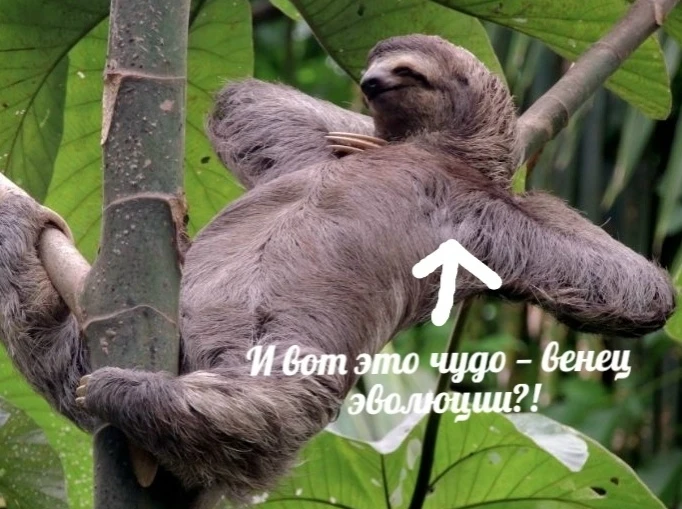 Ленивцы — это ошибка эволюции или гениальный план? 🦥