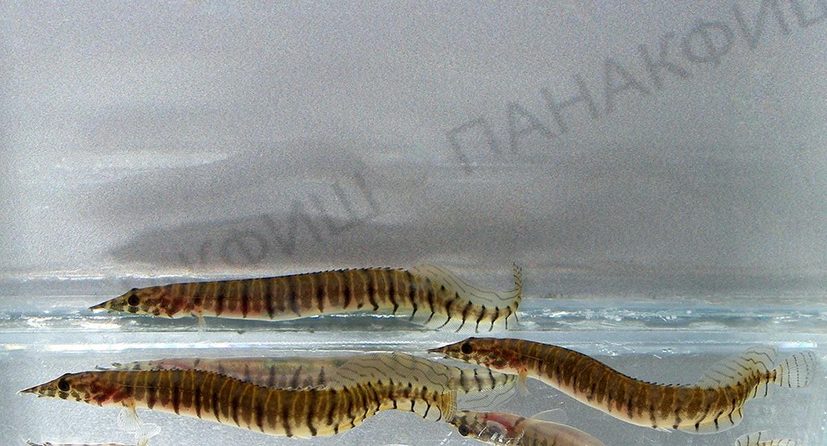 Макрогнатус зебринус (Macrognathus zebrinus) - донная змеевидная рыба. Хорошо перерывае...