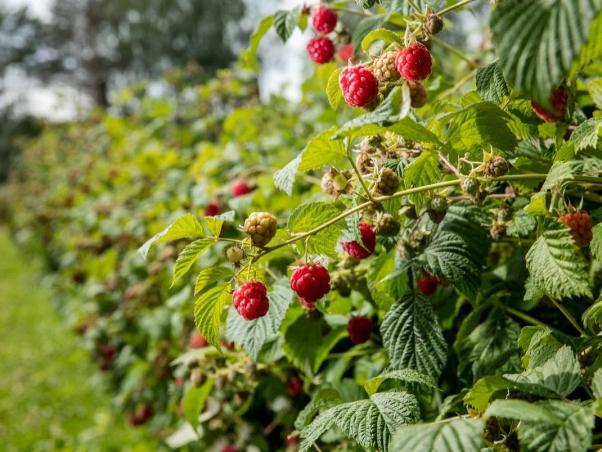 🍓 Секрет сладкой ягоды — правильное «меню» сразу после цветения. В этот период кустарникам жизненно
