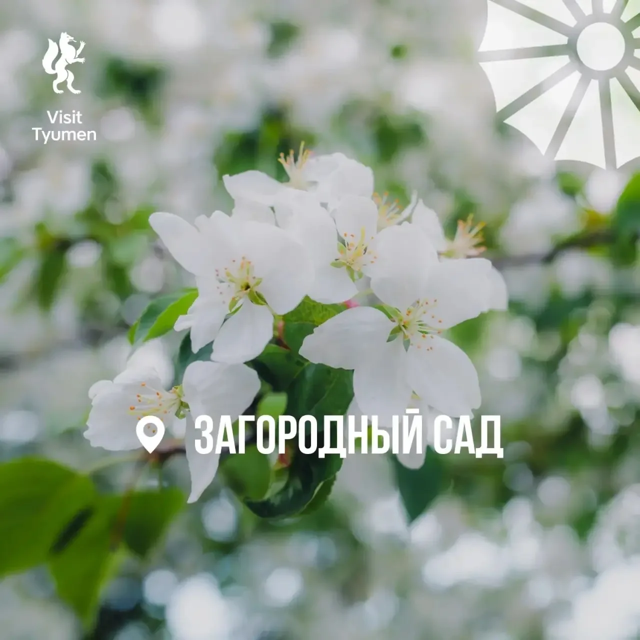 🌸 Хотим утопать в цветах!  На деревьях уже созревают цветы, а мы давно созрели для весенних фотосесс