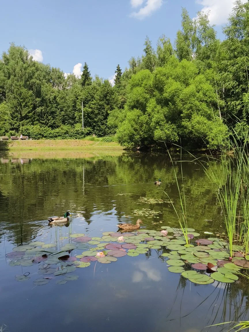 Лианозовские пруды 🌿

📸 Наше фото
#свао #лианозово #алтуфьево