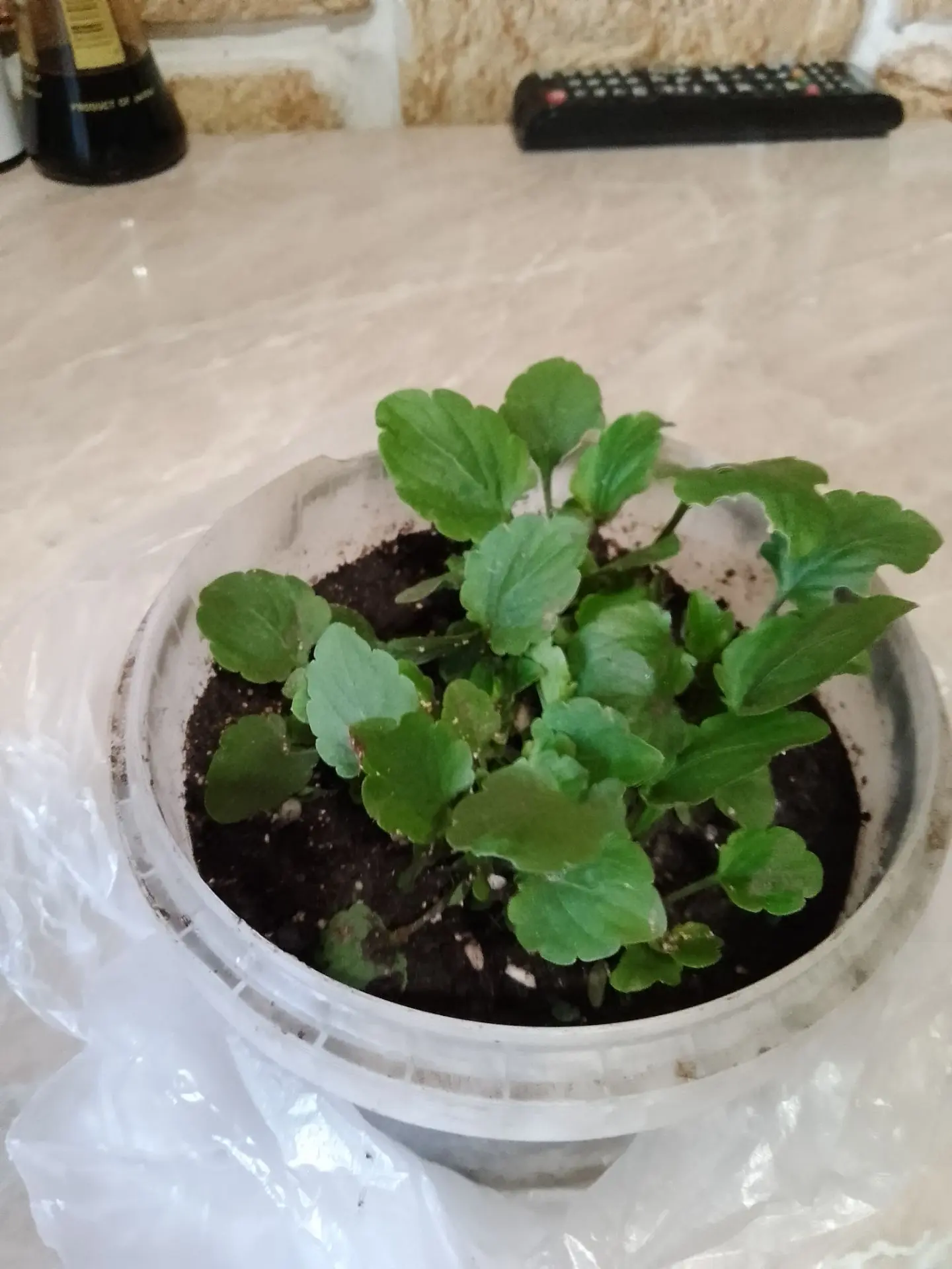 Неожиданная находка: спасаем фиалки из осеннего сада 🌱.