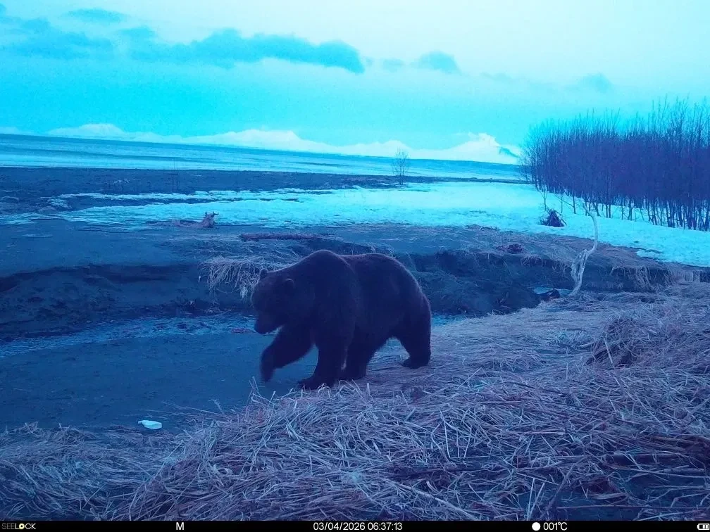 🐻🌅 На побережье бухты Ольга наступило «утро» у медведя   Зверь вышел из берлоги, где в зимнем сне пр
