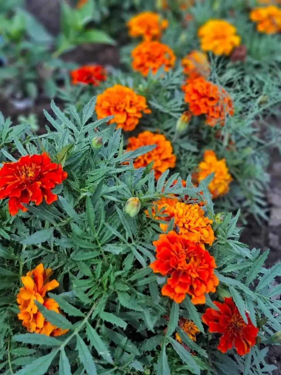 🌺 Огненный фейерверк в вашем саду