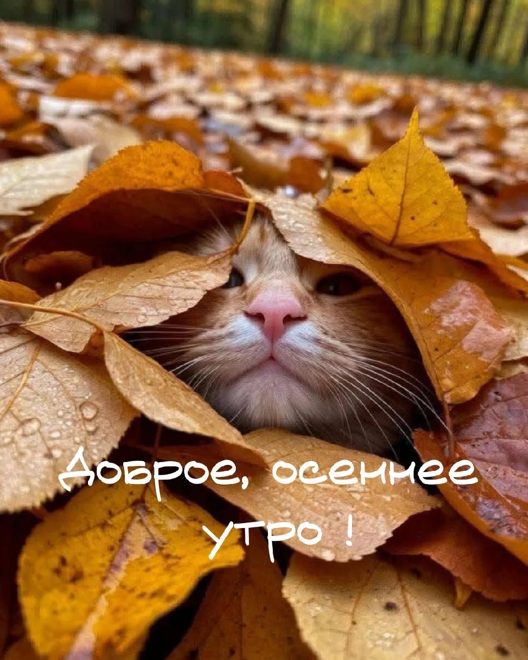 Доброго и чудесного утра, соседи!🫶🏻