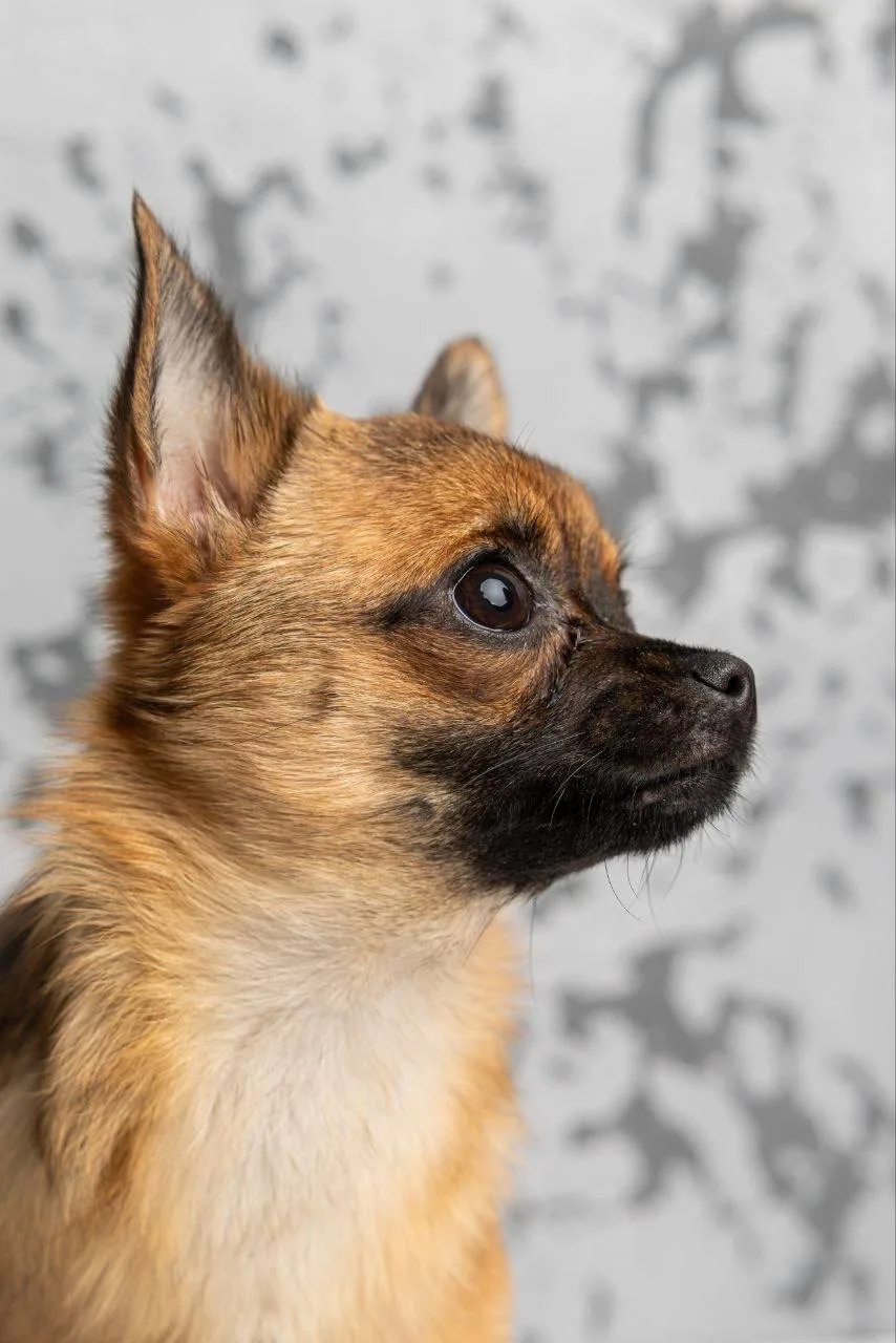 Ищет дом крошка Череда из «Домика Мелкашей» Балашиха 🌸🐕 Москва и МО  Привет, я Череда! 👋 Я — полтора