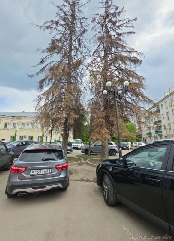 На улице Суворова в Пензе, у ТЯК «Красные холмы», вырубят 5 сухих аварийных деревьев. Снос будет про