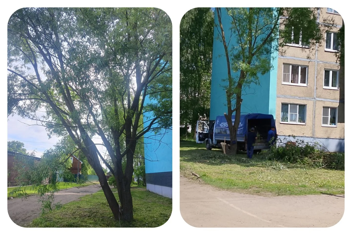 Санитарная выпиловка в МКД: когда возможна