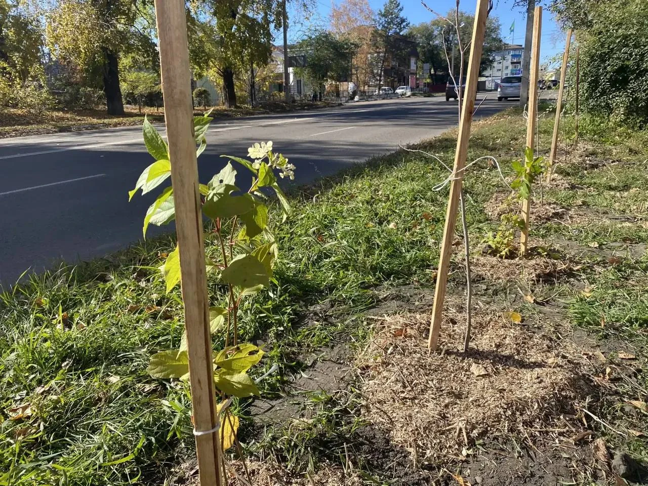 ⚡️101 ДЕРЕВО И КУСТАРНИК ПОСАДИЛИ В БЕЛОГОРСКЕ.