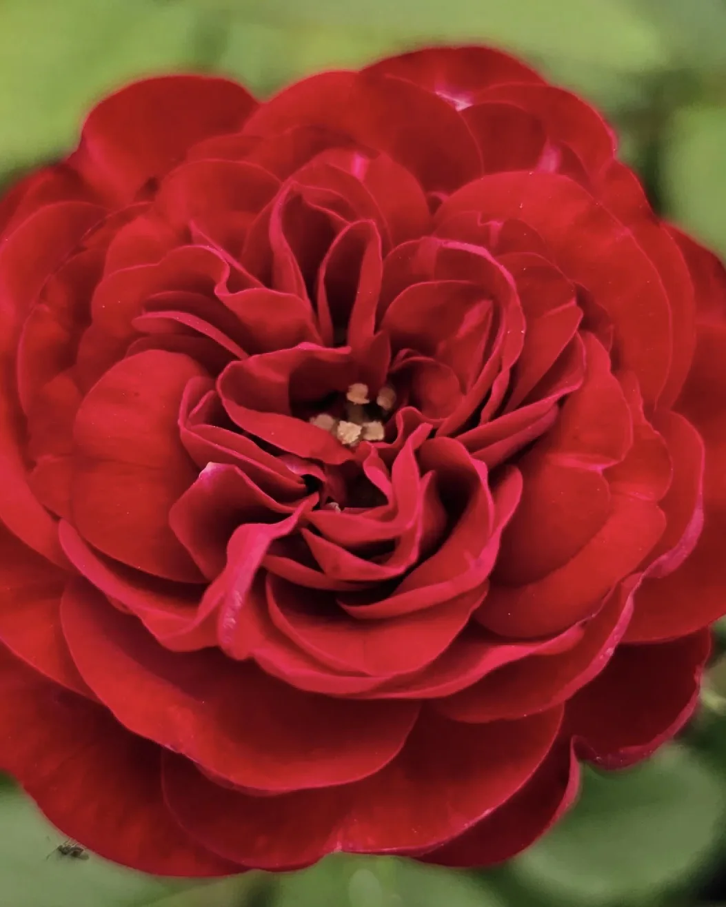 🌹 Роза Лаваглут — насыщенный бархатный красный, который не выгорает  Lavaglut — проверенная временем
