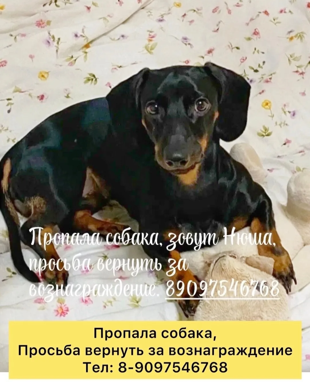 Здравствуйте. Пропала собака такса, зовут Нюша, просьба вернуть за вознаграждение. 8-90...