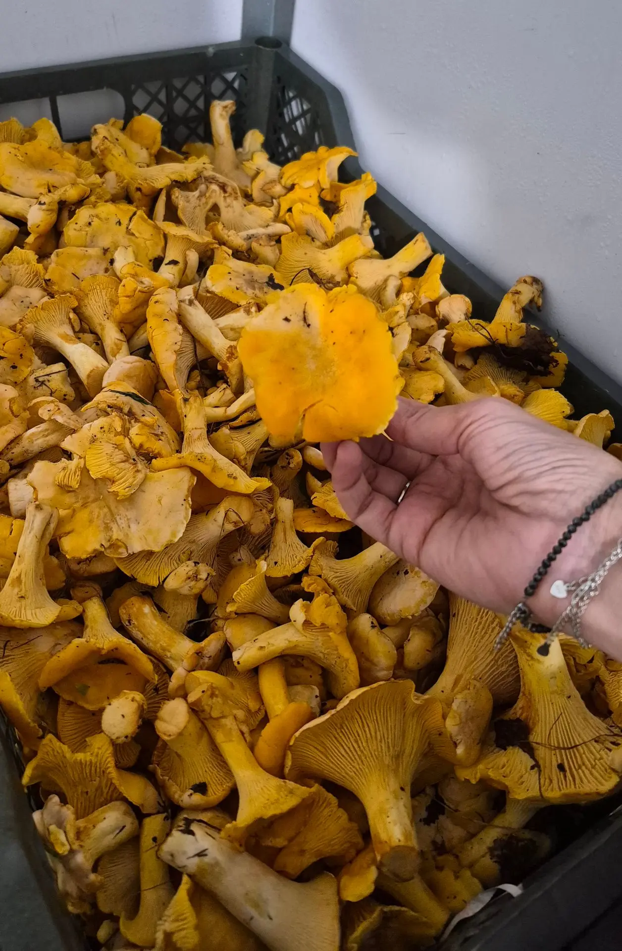 Долгожданные свежие лисички! 🦊🍄‍🟫