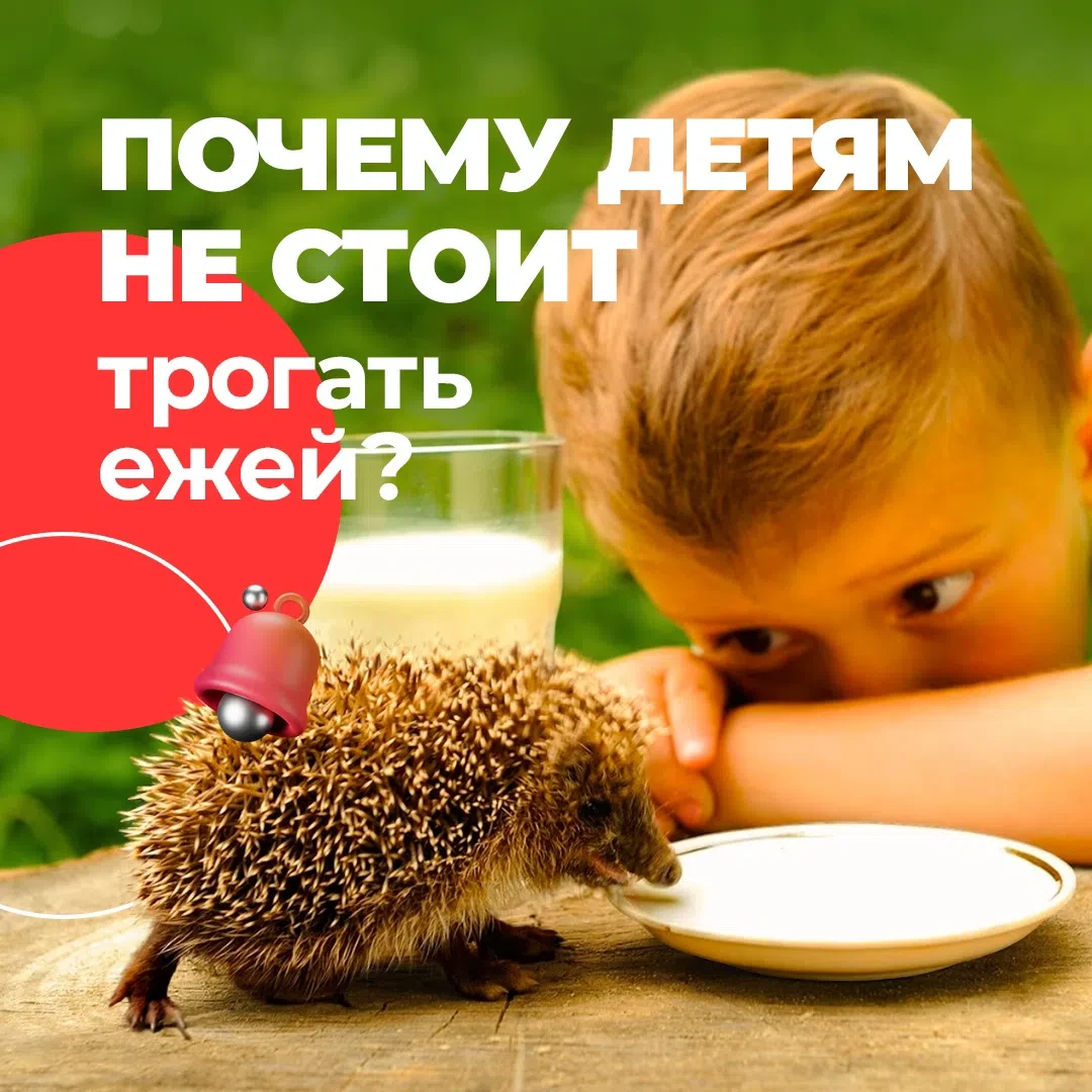 Дети часто находят ежей в лесу, приносят домой, пытаются погладить и покормить. Но важн...