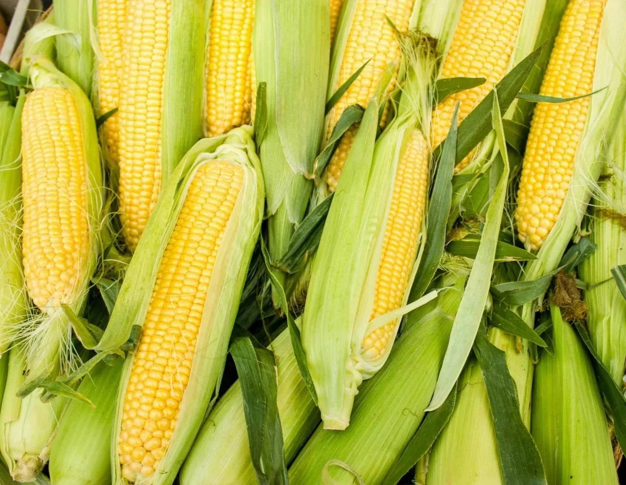 🌽 Кукуруза — ваш надежный союзник для здоровья печени!