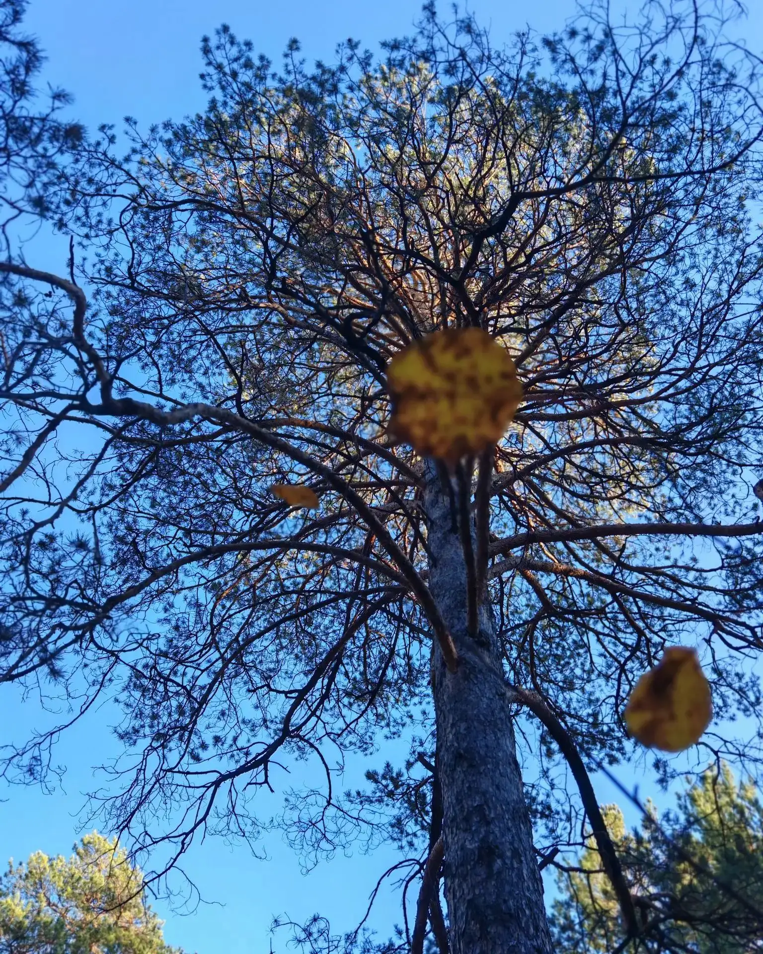 🌳🌲На 6 октября 2026 года лесопожарная обстановка в Забайкальском крае остаётся стабил...