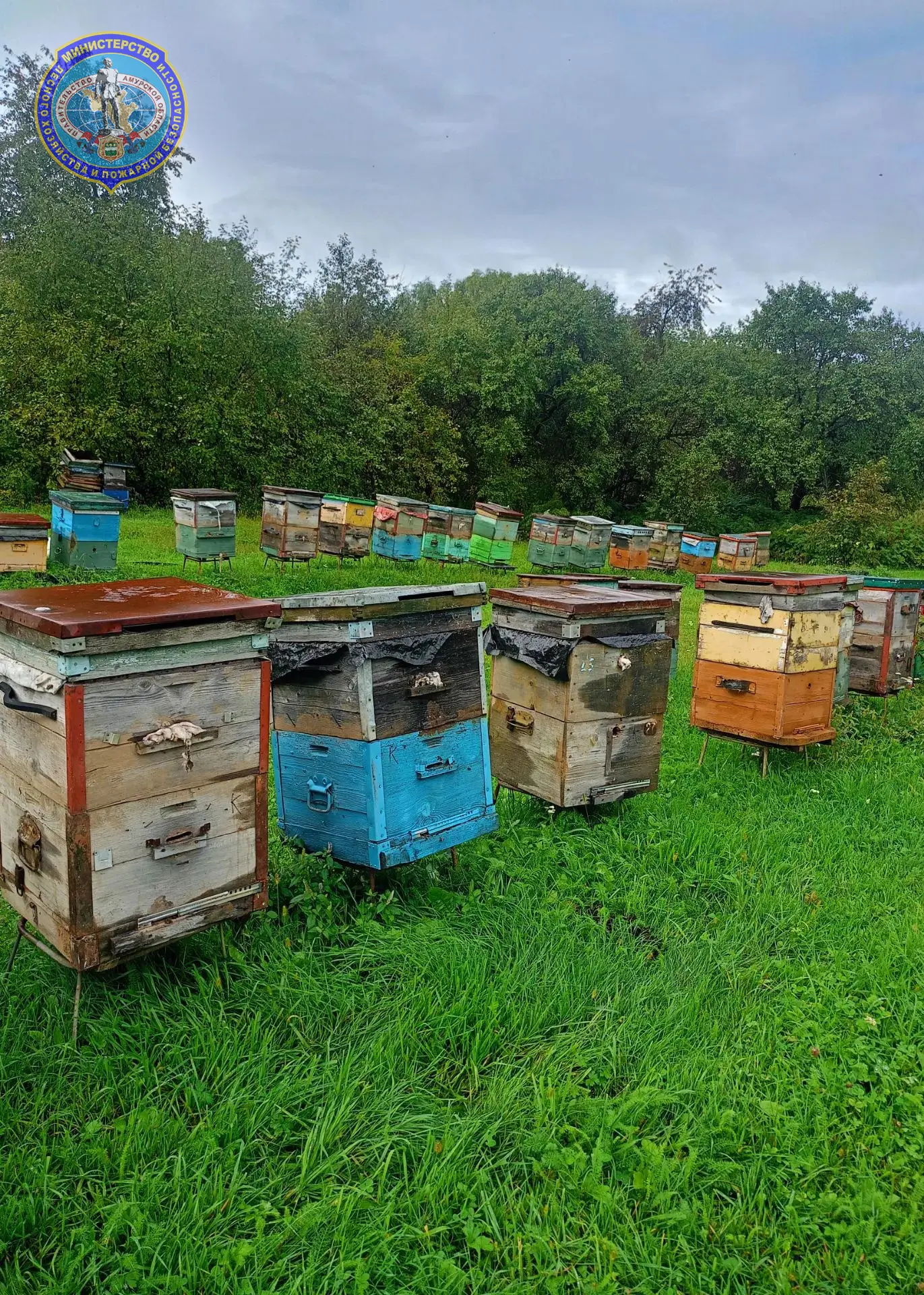 🐝«Я люблю смотреть, как развиваются пчелы»: амурский пчеловод рассказал, как получил т...