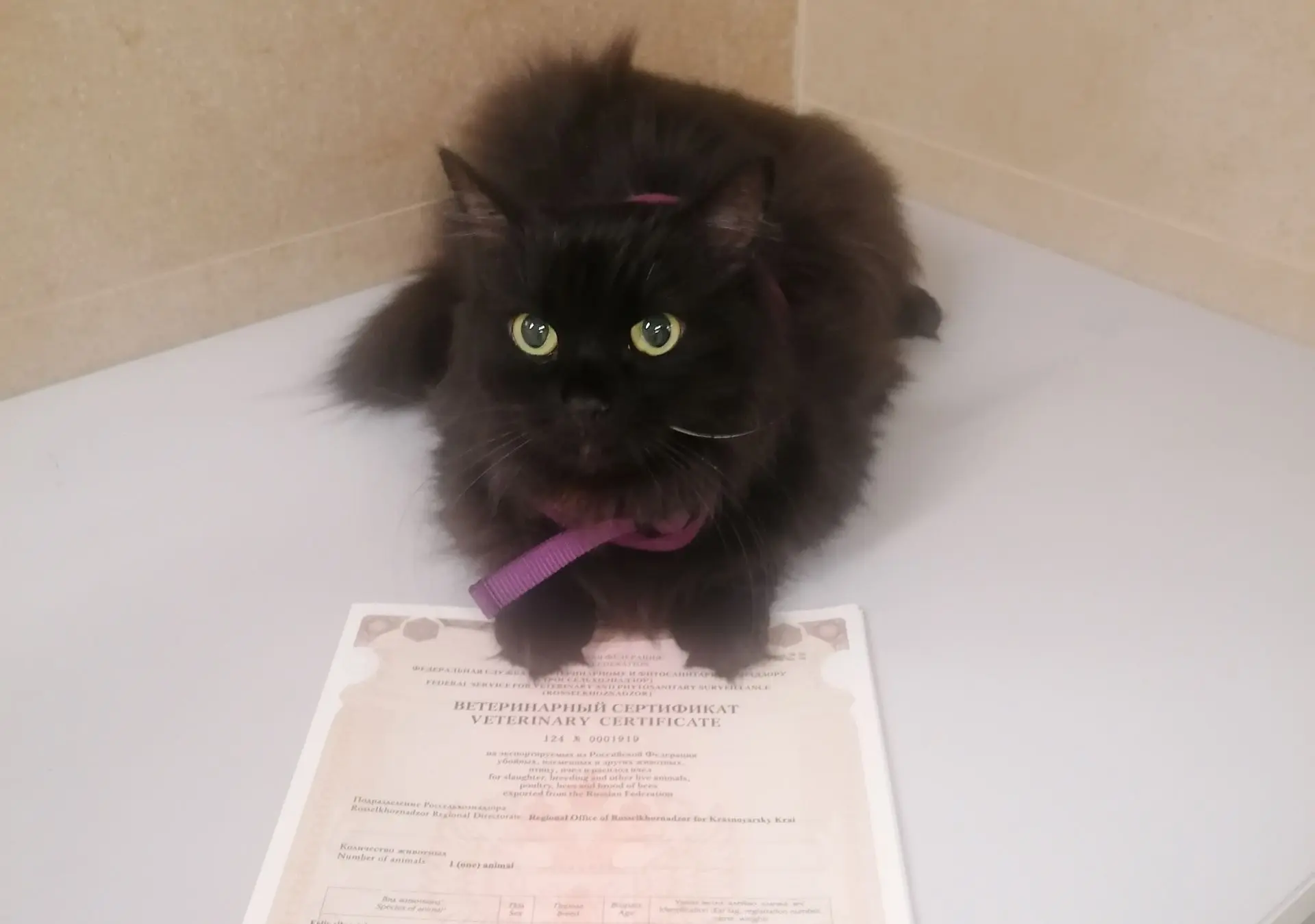 🐕‍🦺🐈В аэропорту Красноярска Россельхознадзор выдал ветеринарные сертификаты на вывоз...
