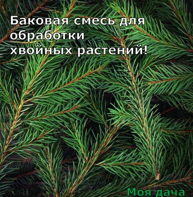 Баковая смесь для обработки хвойных растений 🌲

Чтобы хвойные оставались здоровыми, сохраняли насыщ