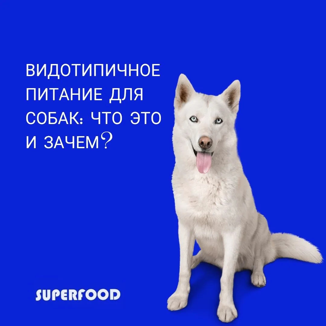 Делай заказ натурального корма через бота в максе🤩