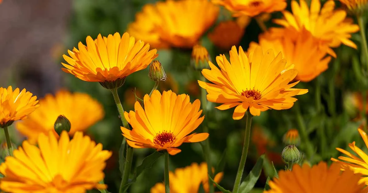 🌼КАЛЕНДУЛА