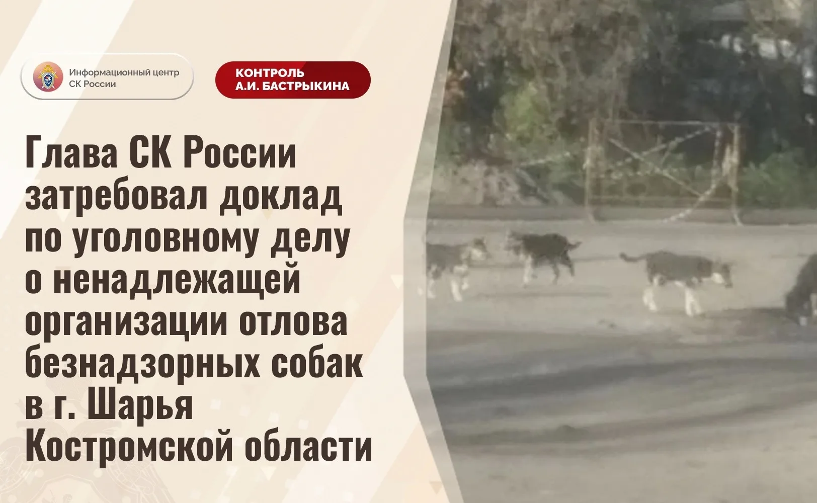 Глава СК России затребовал доклад по уголовному делу о ненадлежащей организации отлова ...