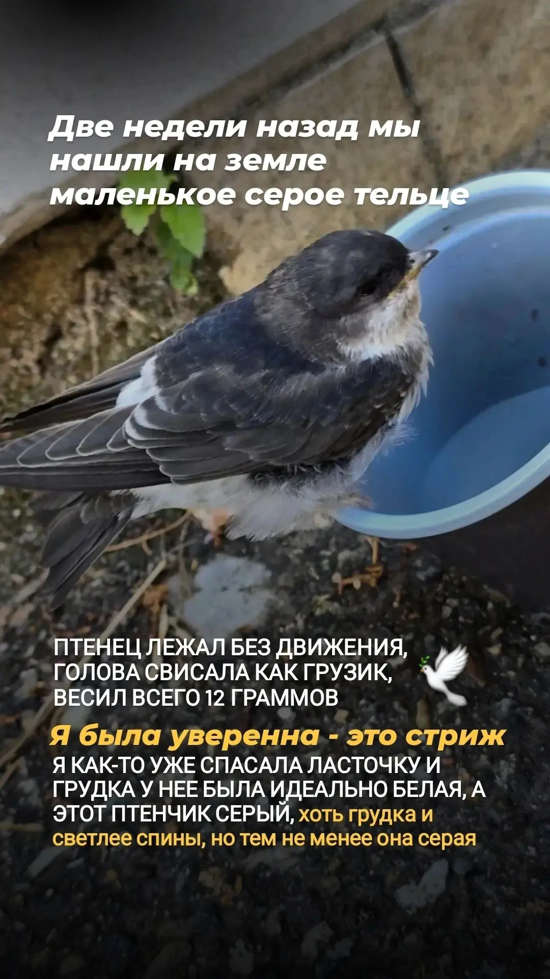 Когда вместо стрижа я выхаживала ласточку🕊️🫣
продолжаю свою историю...
начало можно посмотреть по 