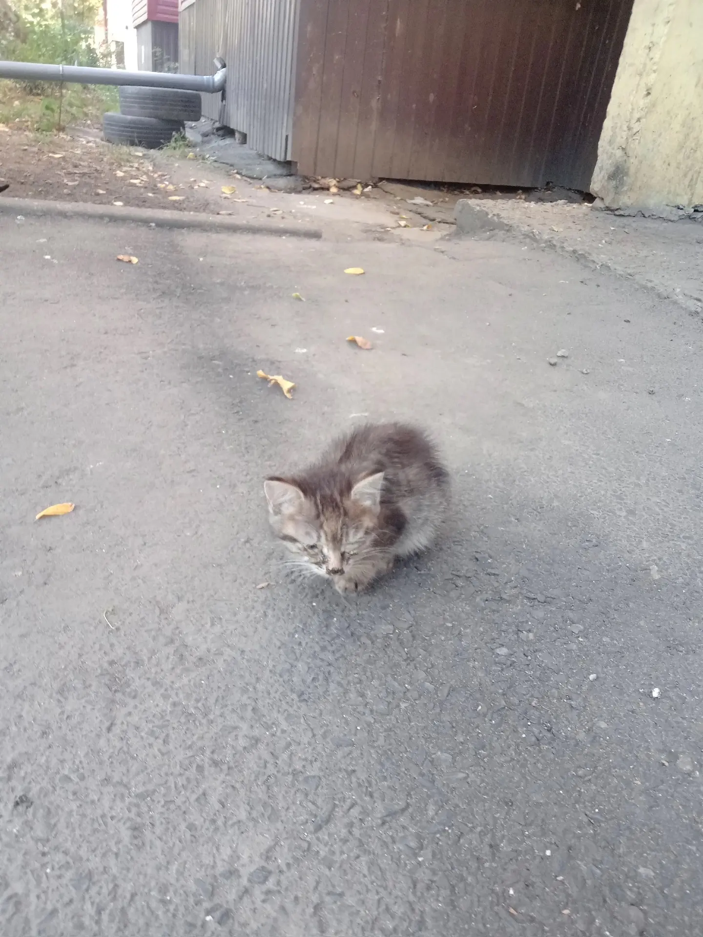 На проезде Сергеева - настоящая кошачья беда!