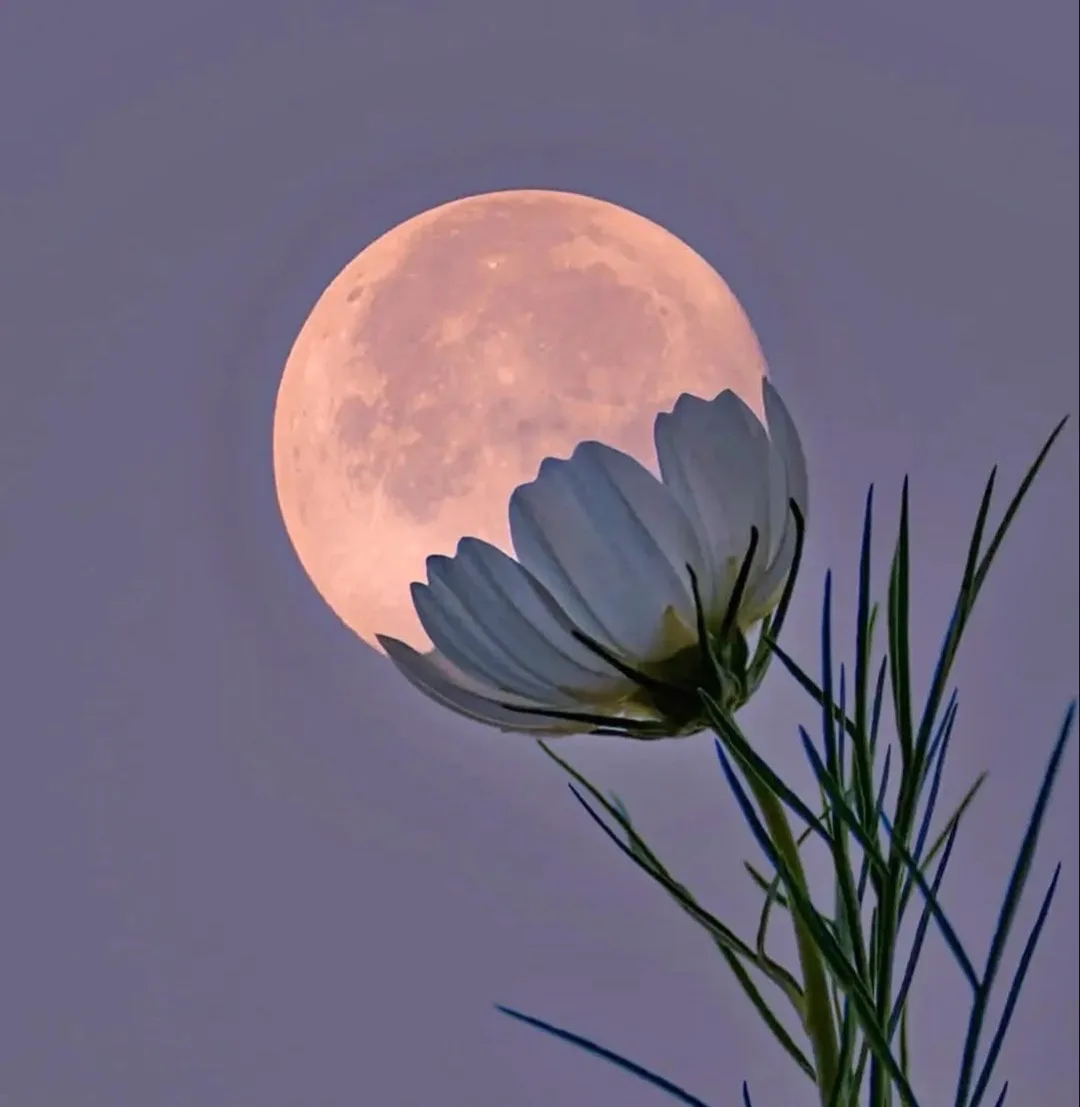 🌕 Полнолуние