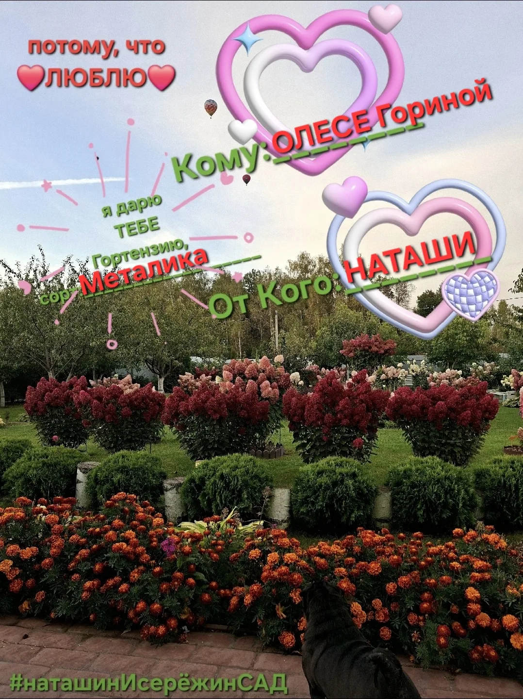 ТЕБЕ 🎁ПОДАРОК🎁 Потому, что ❤️люблю❤️  С днём ВЛЮБЛЁННЫХ💞  Признавайтесь в любви сегодня, сейчас,  ✅️