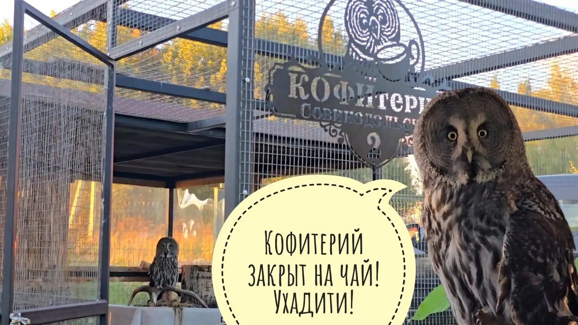 Пришли к сове Кофи с самым весёлым конкурсом! Кошка Морошка и Треугольный кот гуляют на...
