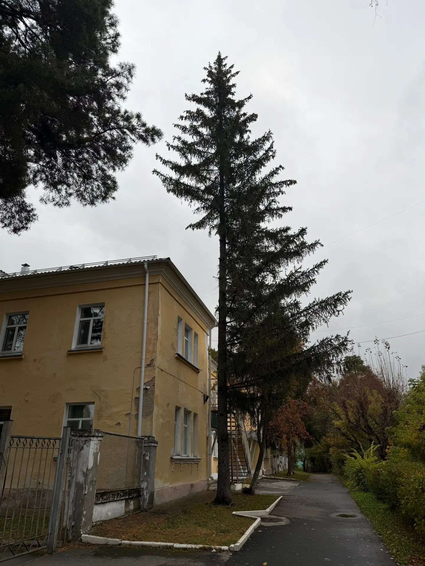 Бедная ель